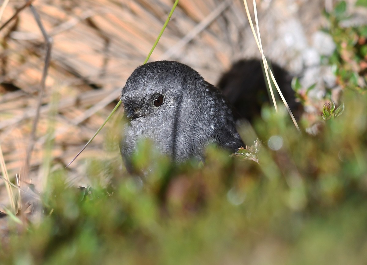 Vilcabamba Tapaculo - Joshua Vandermeulen