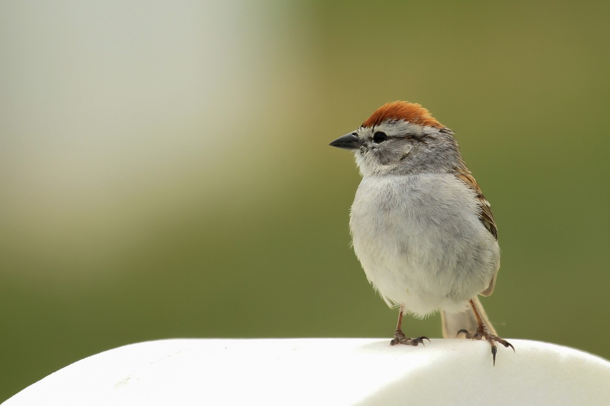 Chipping Sparrow - ML479271121