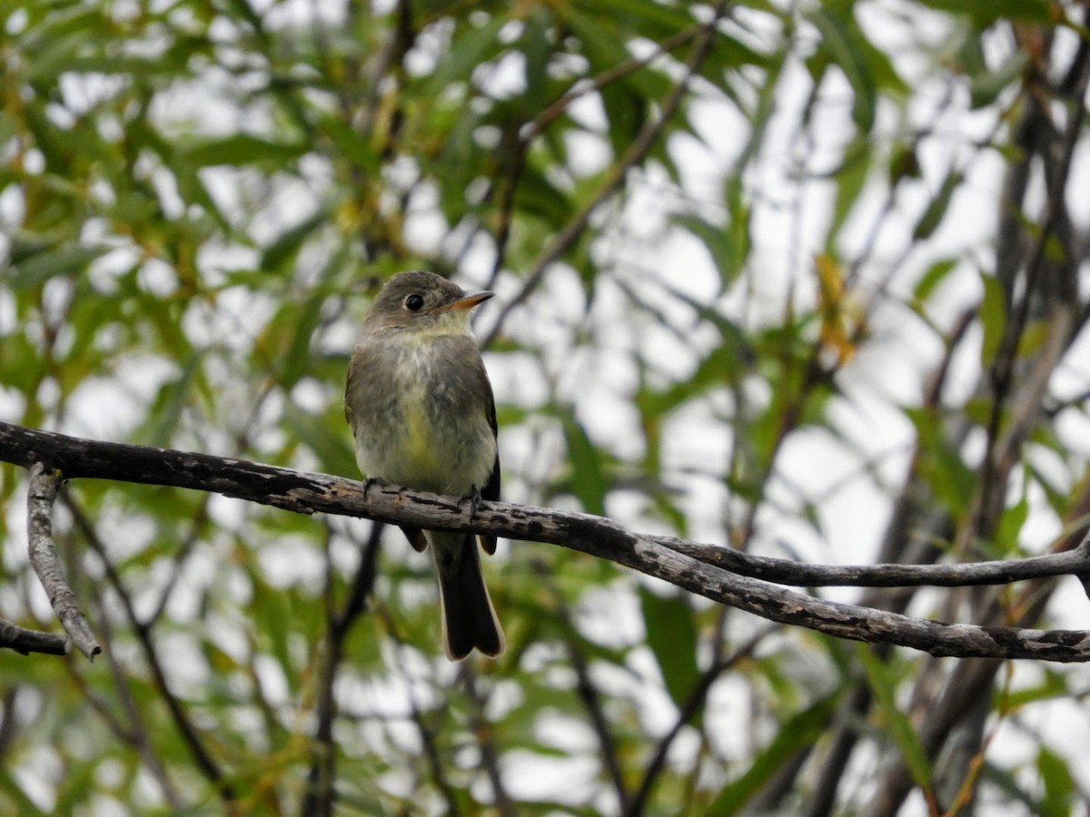 Eastern Wood-Pewee - ML479272091