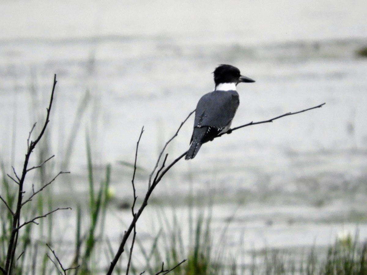 Belted Kingfisher - ML479272191