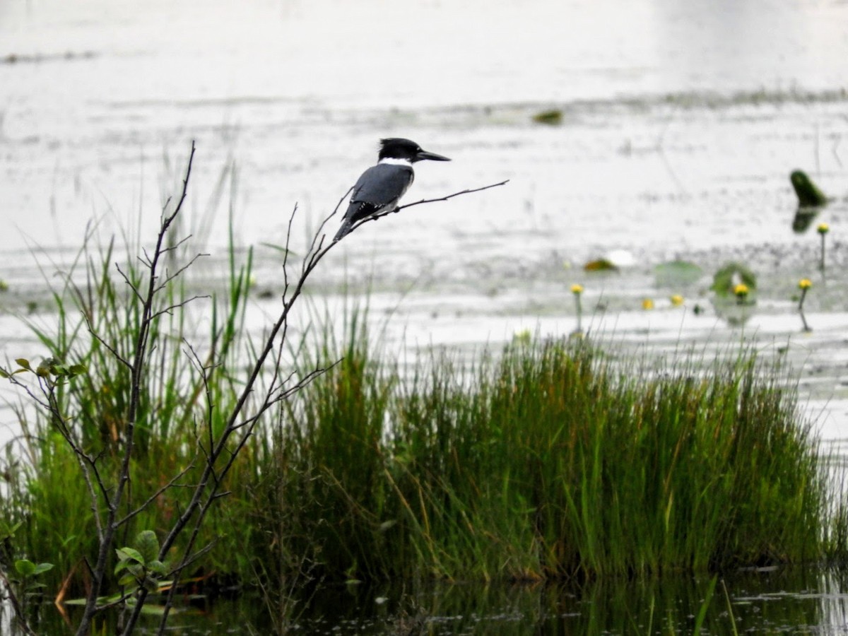 Belted Kingfisher - ML479272201