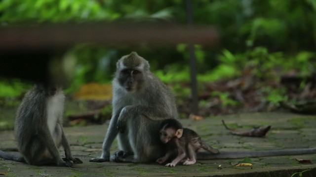 Long-tailed Macaque - ML479273