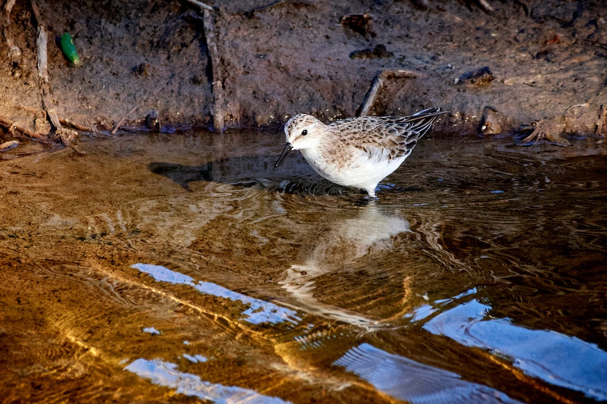 Little Stint - Tomáš Grim