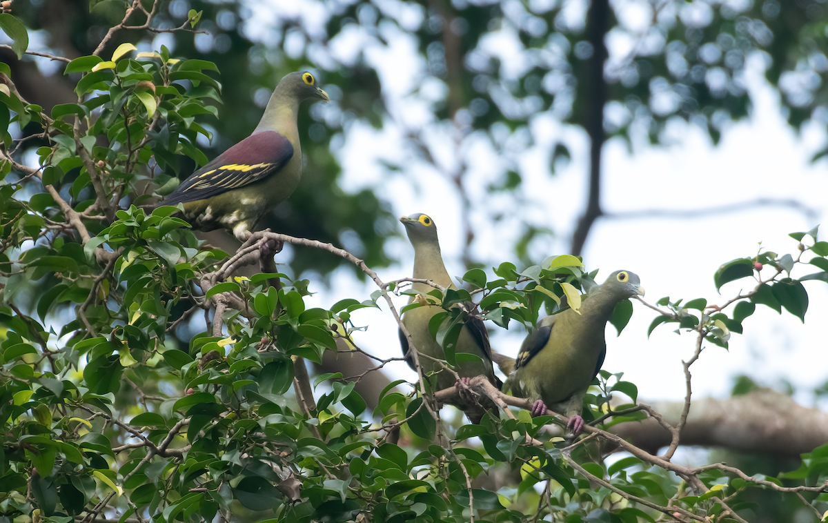 Gray-cheeked Green-Pigeon - Leonardus Adi Saktyari