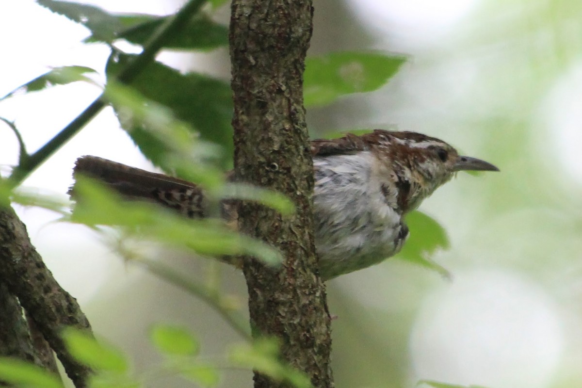 Carolina Wren - Abby Manzi