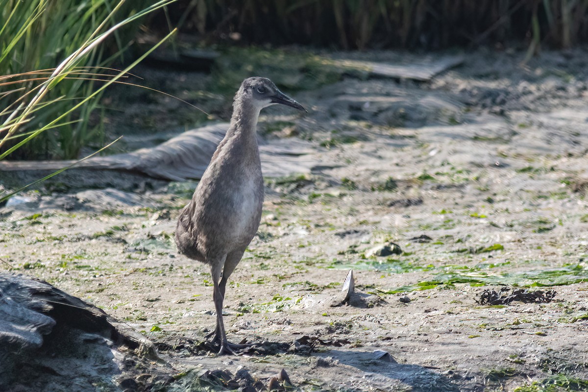 Clapper Rail - ML479273761