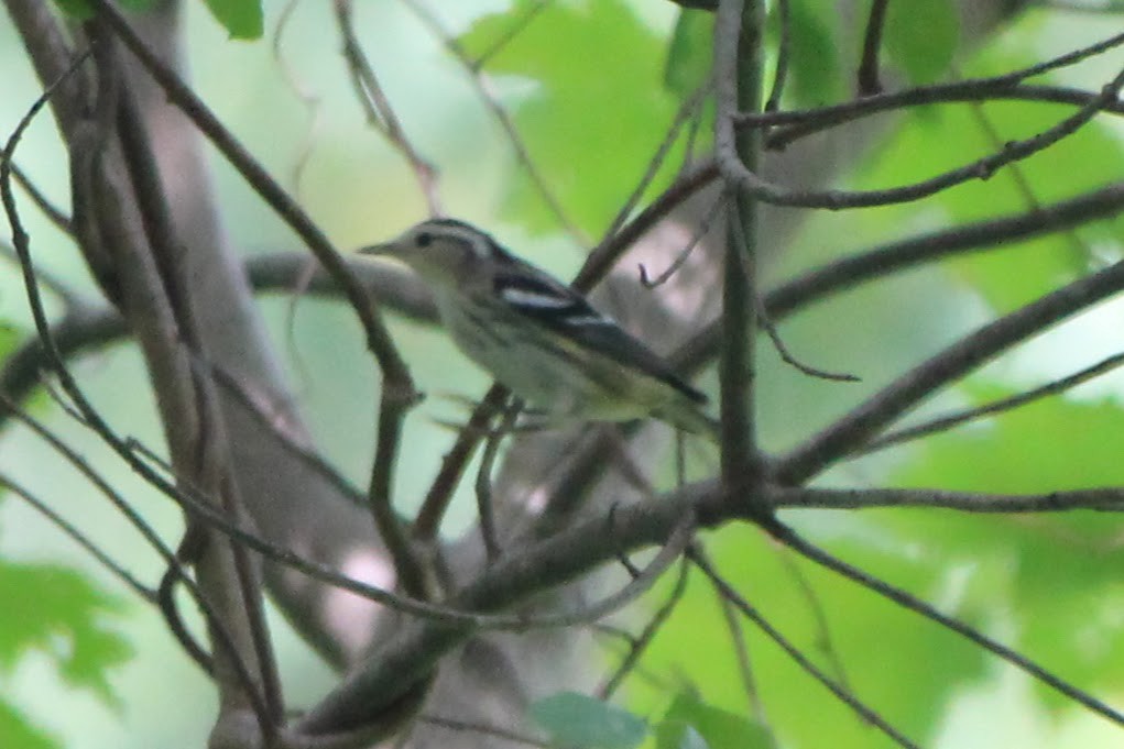 Black-and-white Warbler - ML479273771