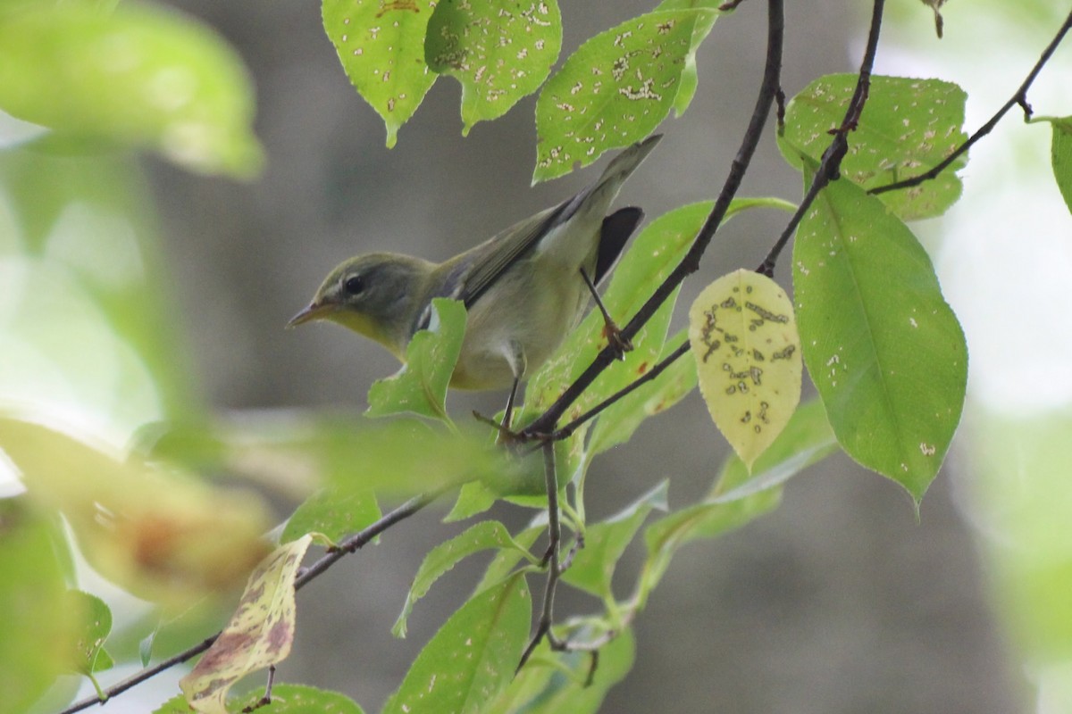 Northern Parula - Abby Manzi