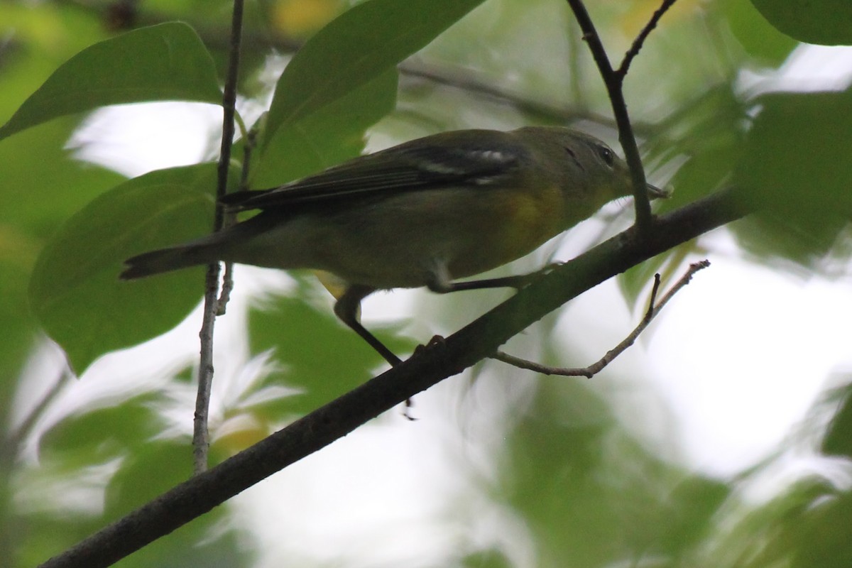 Northern Parula - Abby Manzi