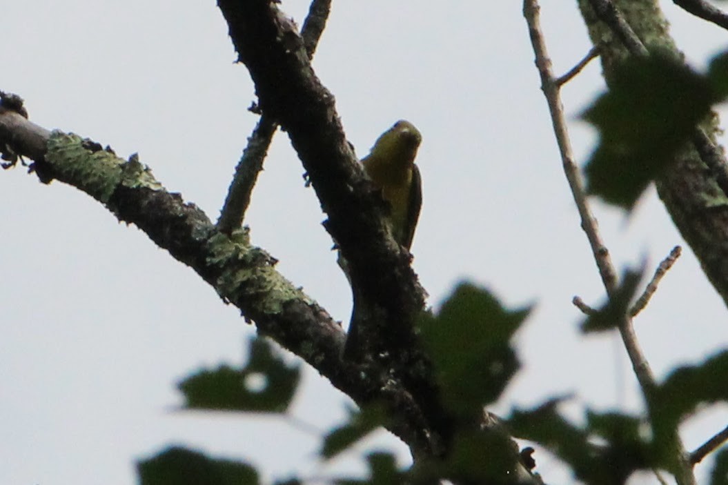 Scarlet Tanager - ML479273831