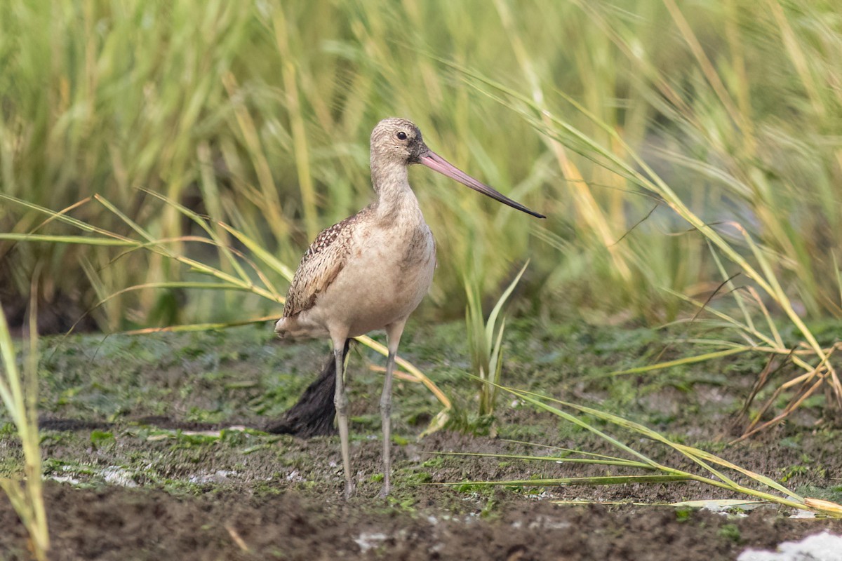 Marbled Godwit - ML479274411
