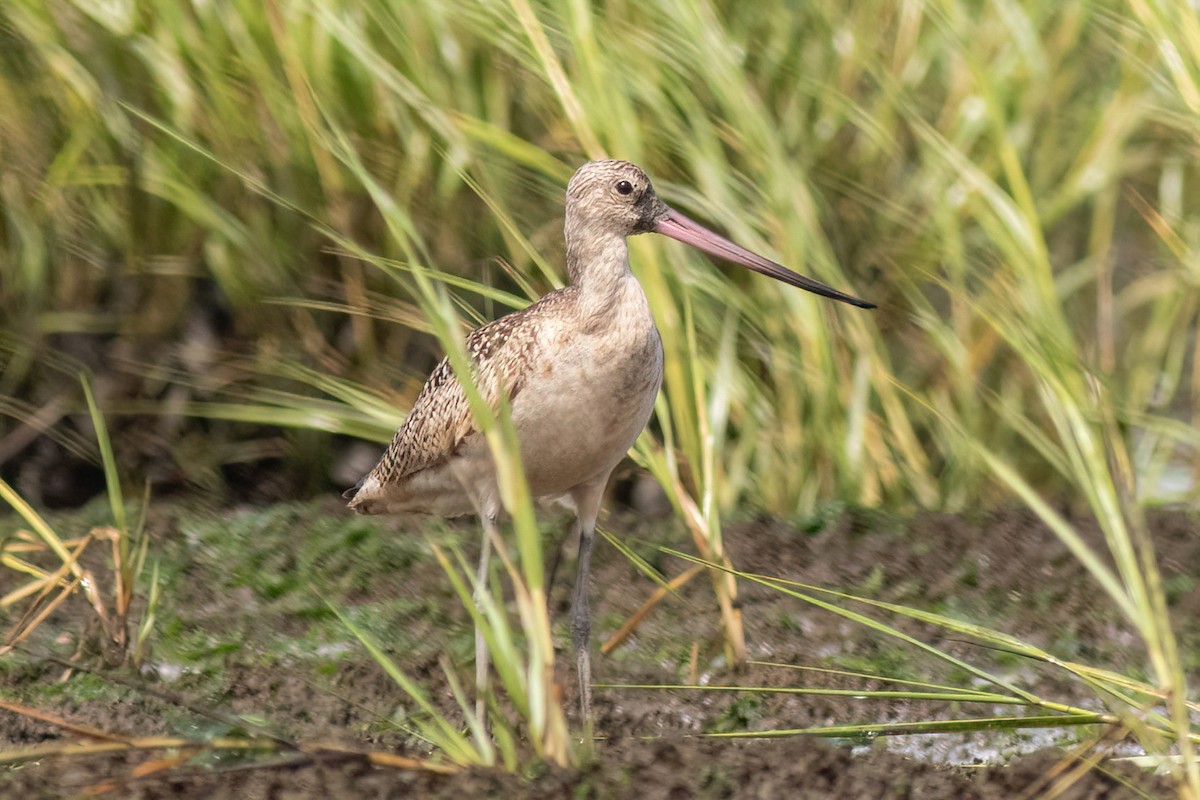 Marbled Godwit - ML479274421