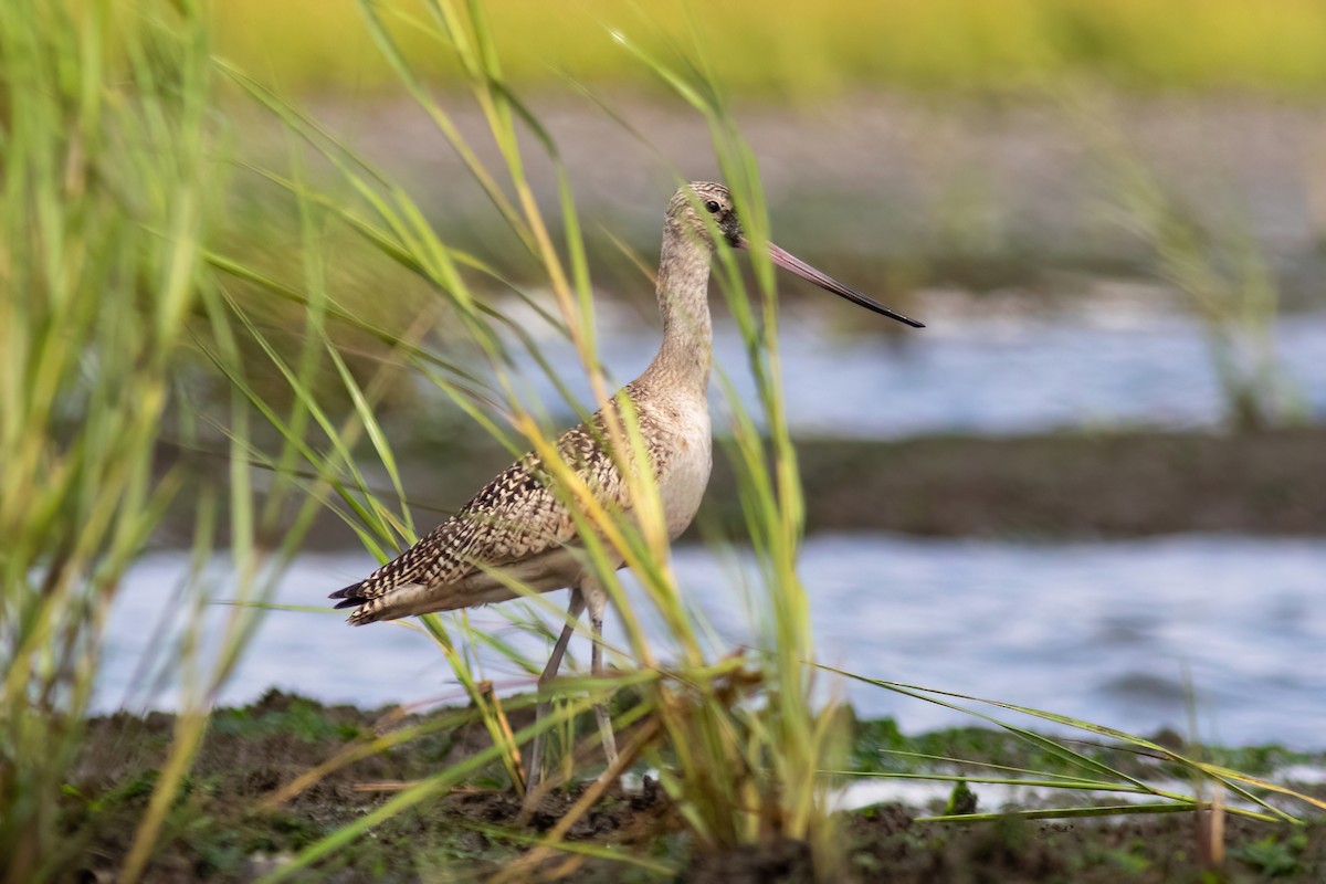 Marbled Godwit - ML479274431