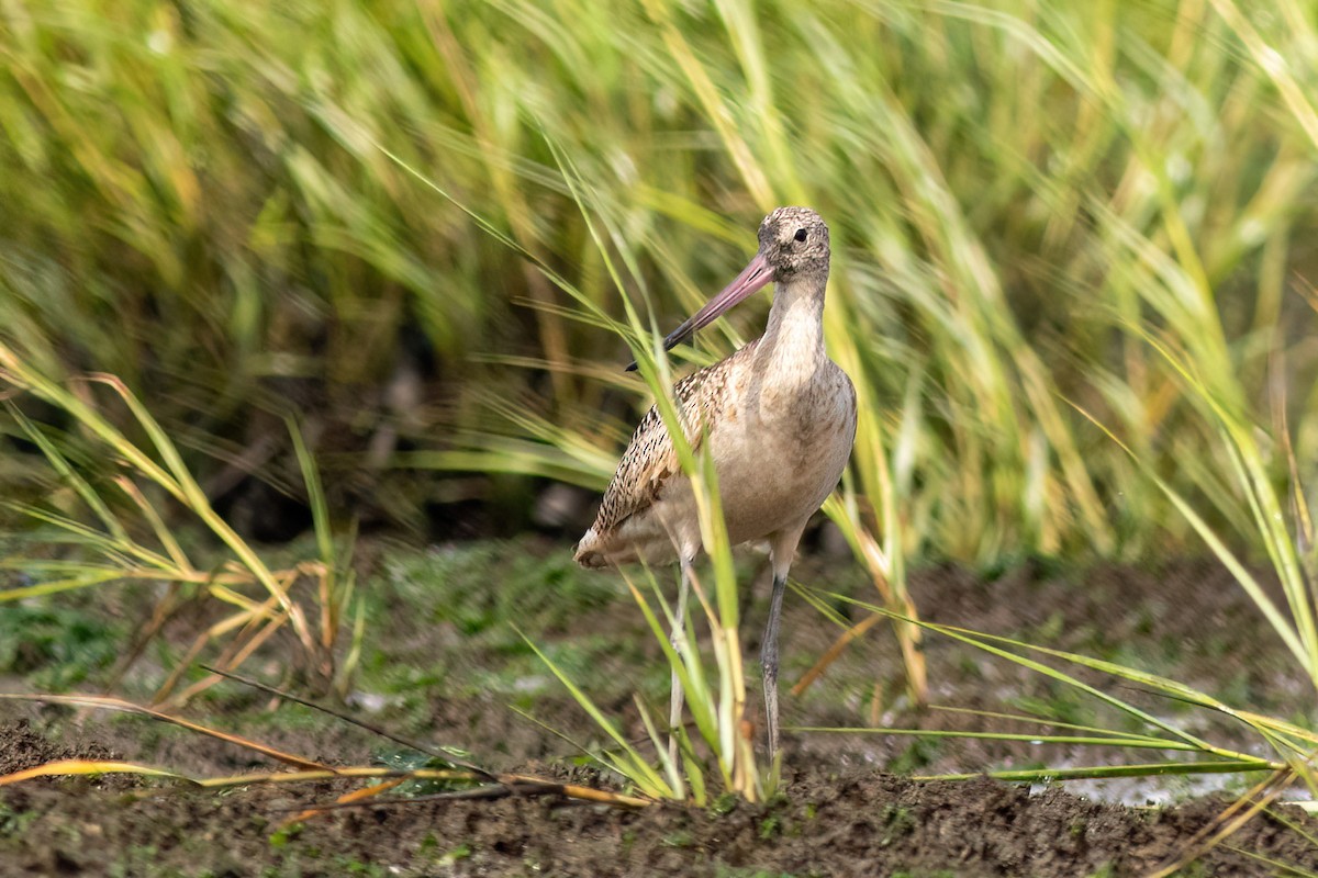 Marbled Godwit - ML479274441