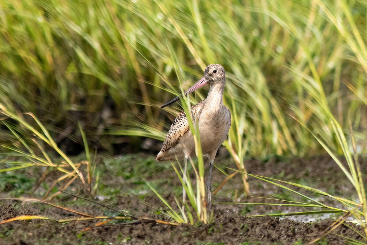 Marbled Godwit - ML479274451