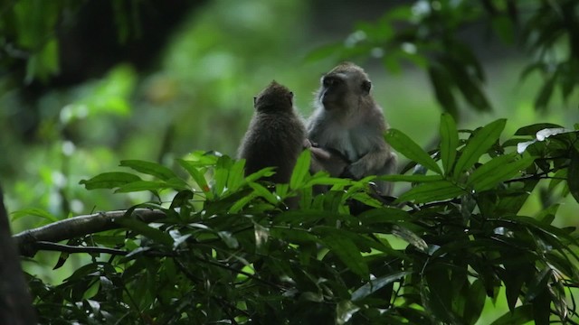 Long-tailed Macaque - ML479276