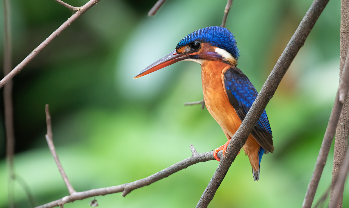 Blue-eared Kingfisher - ML479277711