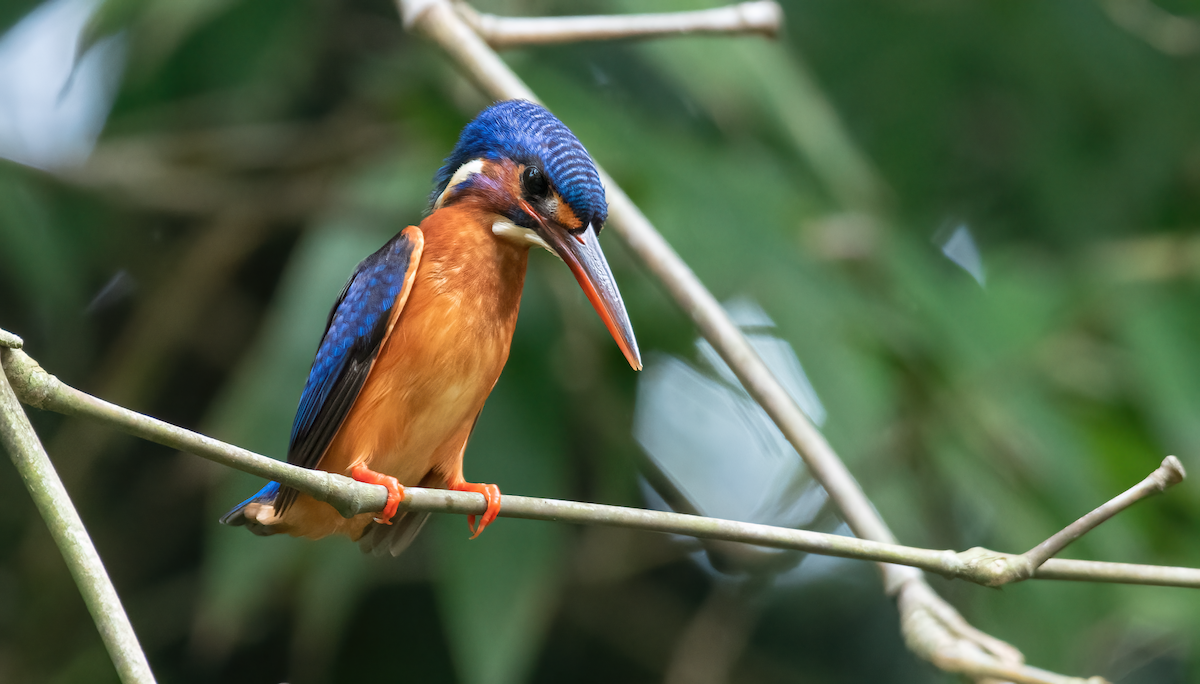 Blue-eared Kingfisher - ML479277721