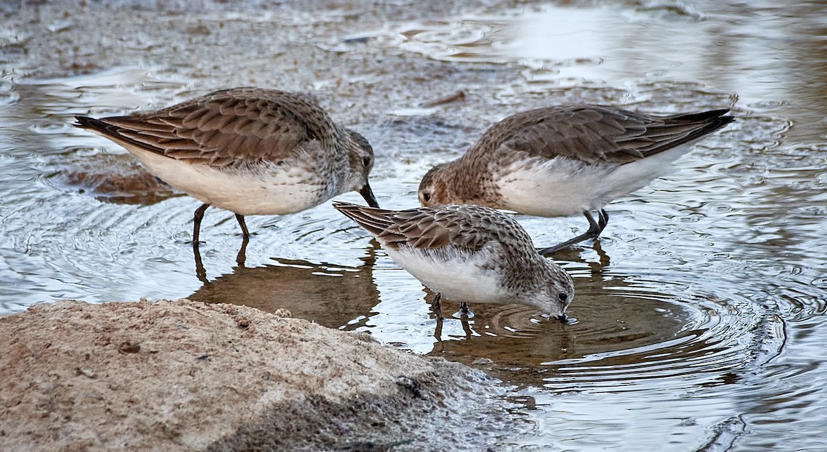 Little Stint - Tomáš Grim