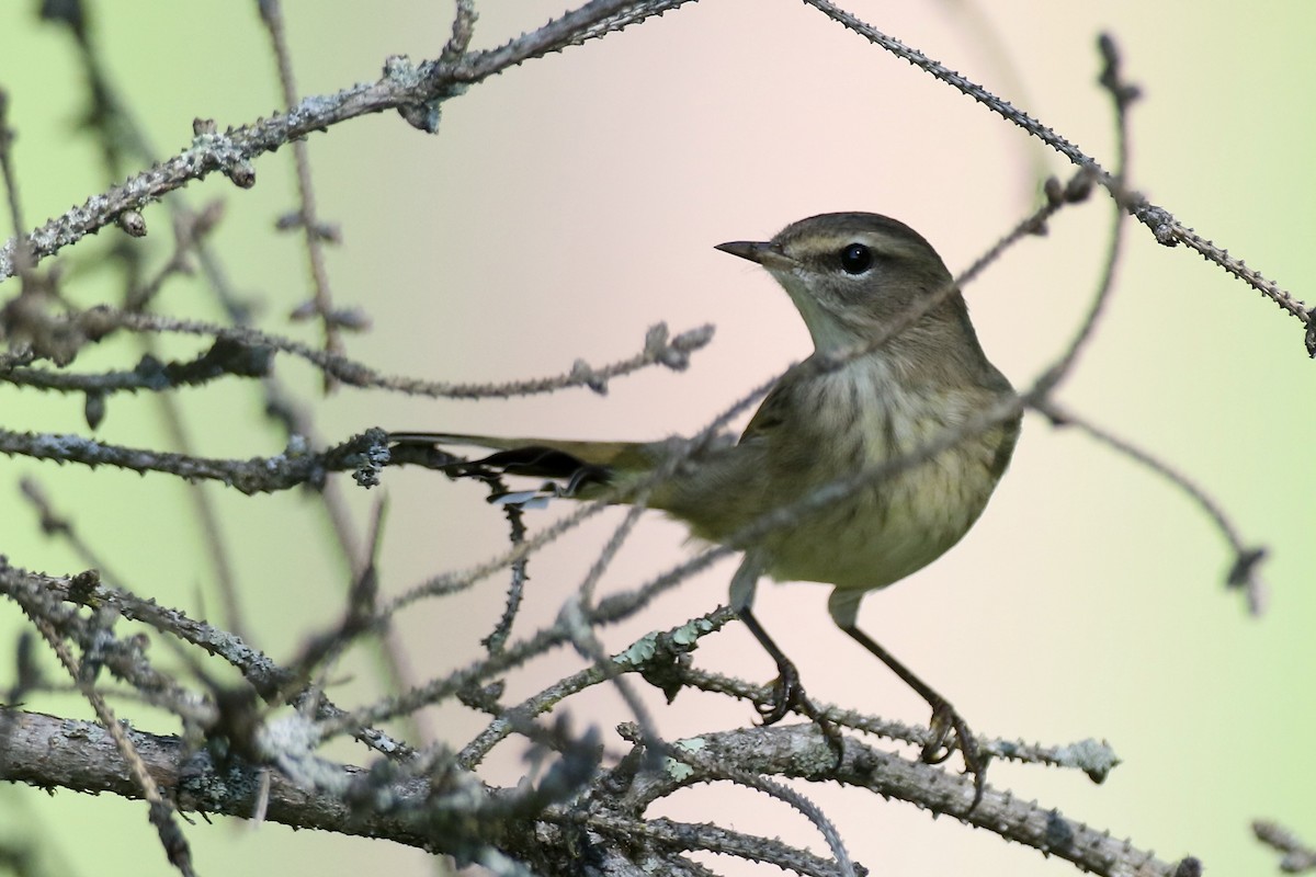 Palm Warbler (Western) - ML479279161