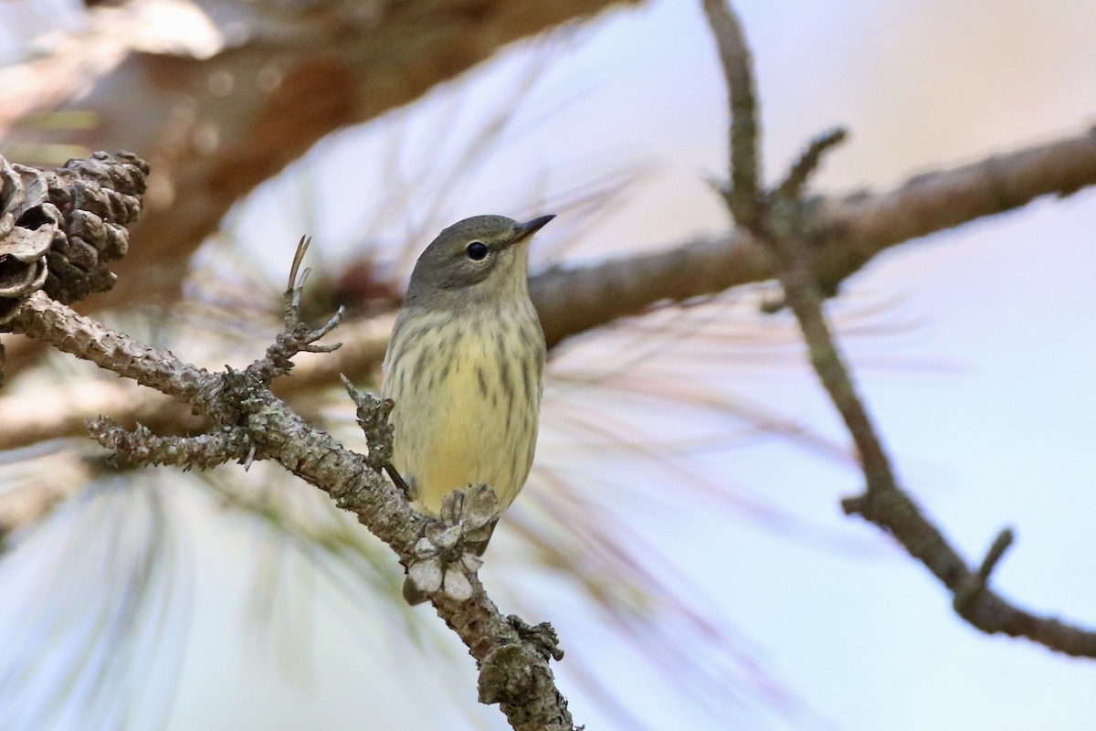 Cape May Warbler - ML479279401