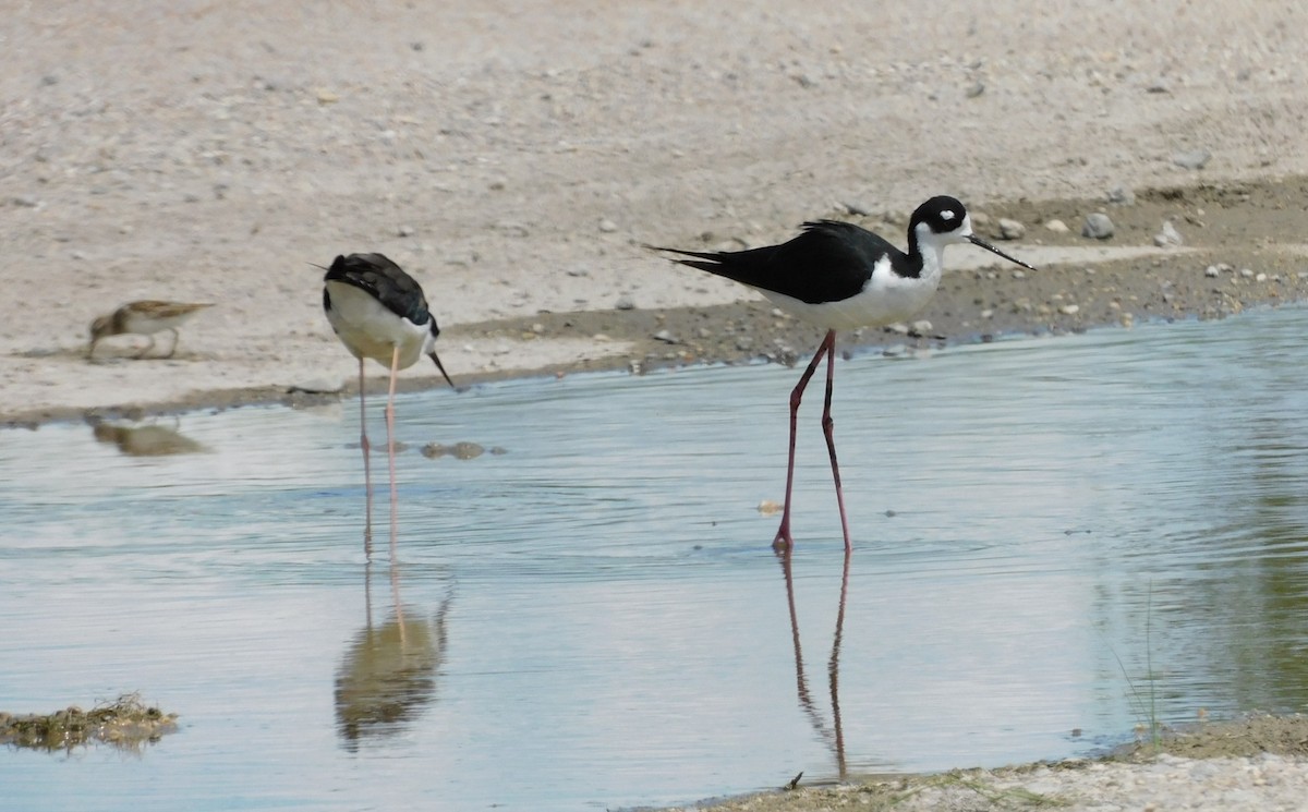 Black-necked Stilt - ML479279481