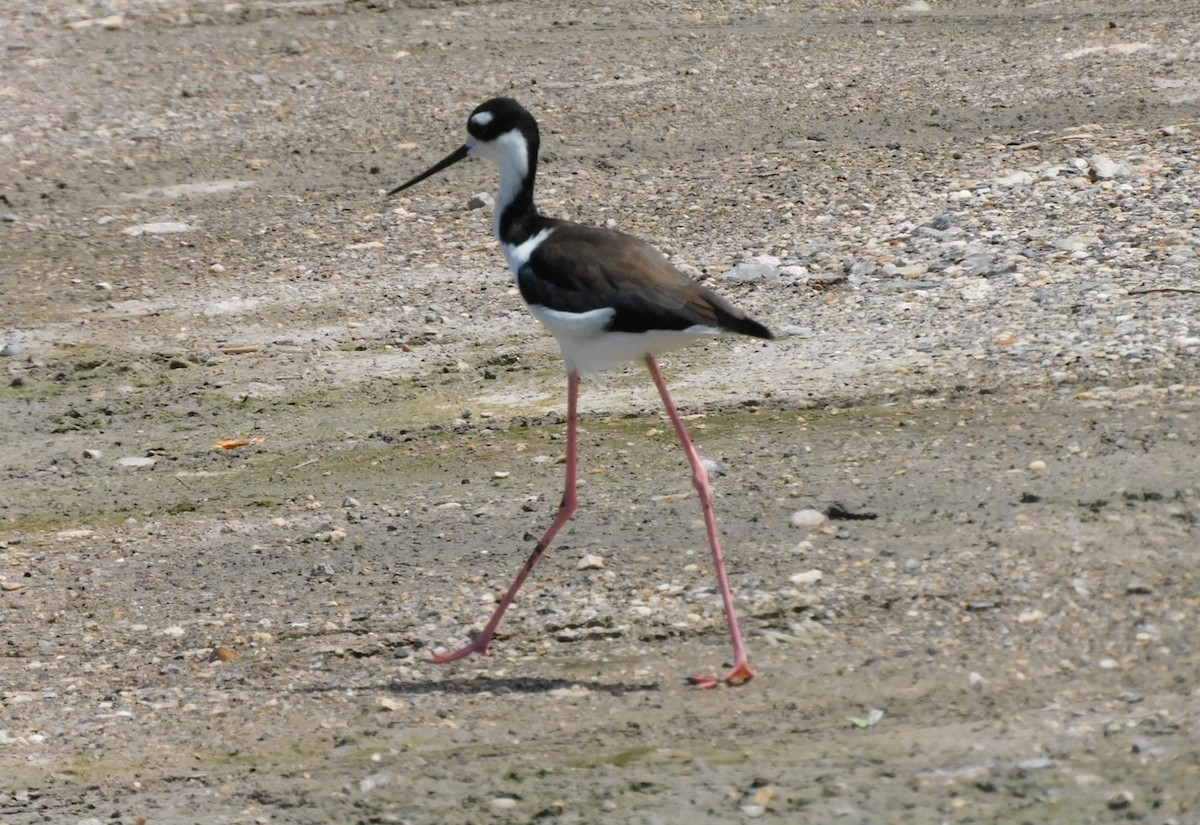 Black-necked Stilt - ML479279491