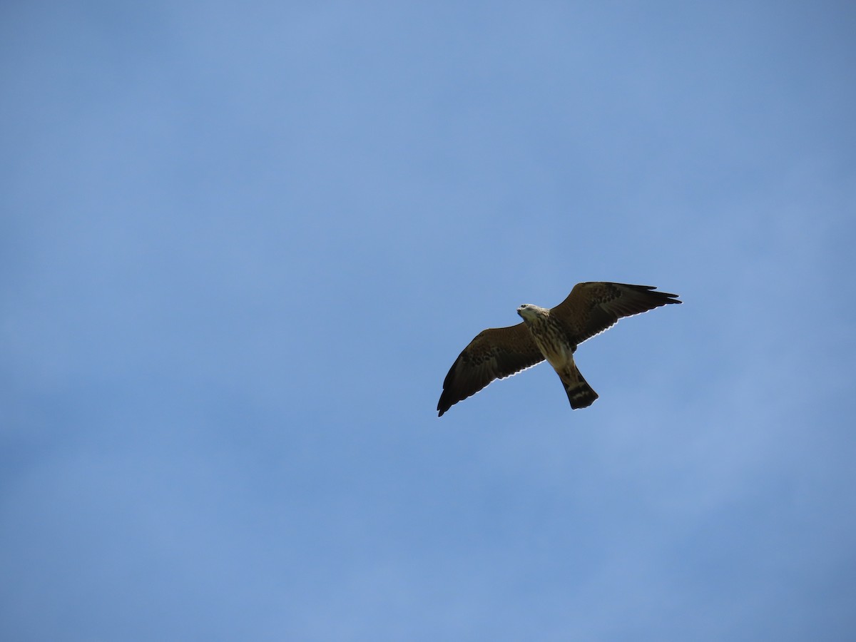 Mississippi Kite - Christopher Tomera