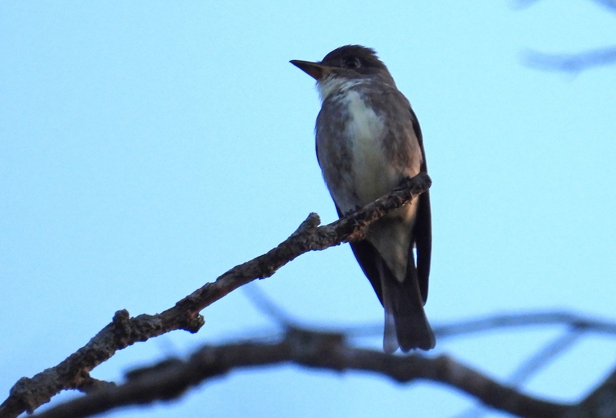 Olive-sided Flycatcher - ML479281241