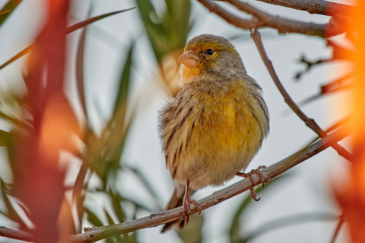 Island Canary - Tomáš Grim