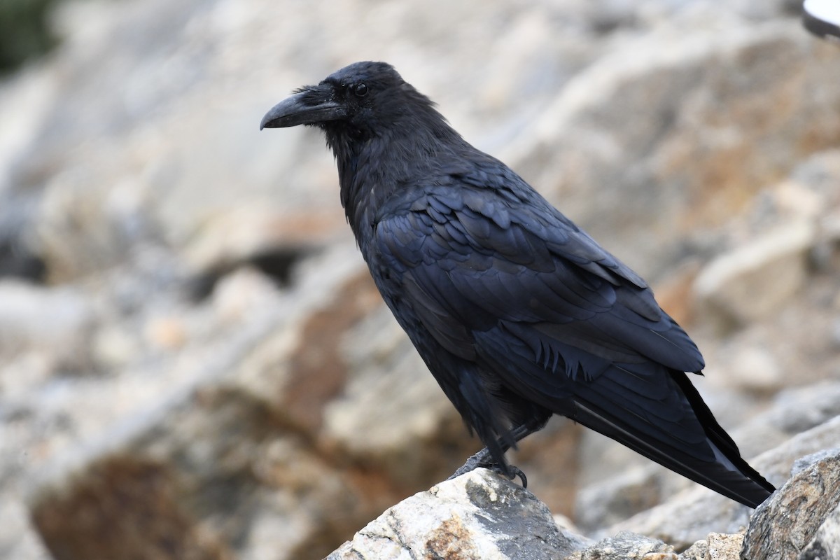 Common Raven - ML479281301