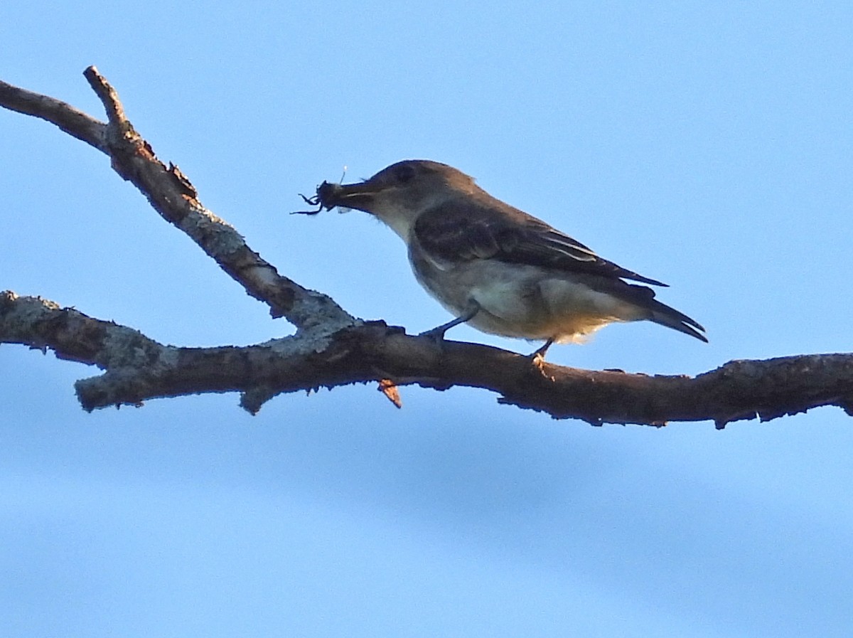 Olive-sided Flycatcher - ML479281401