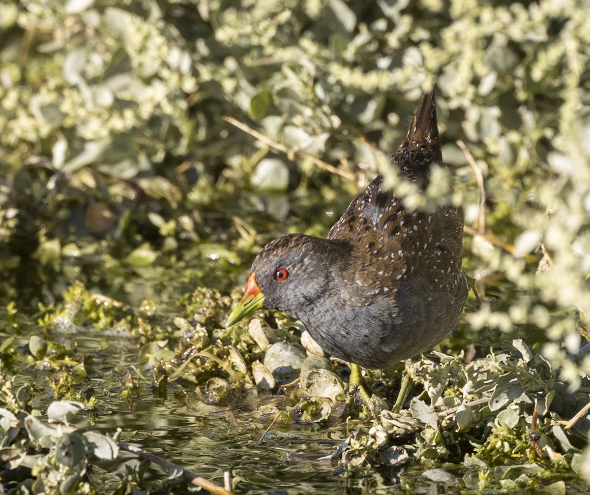 Australian Crake - Tanya Hattingh