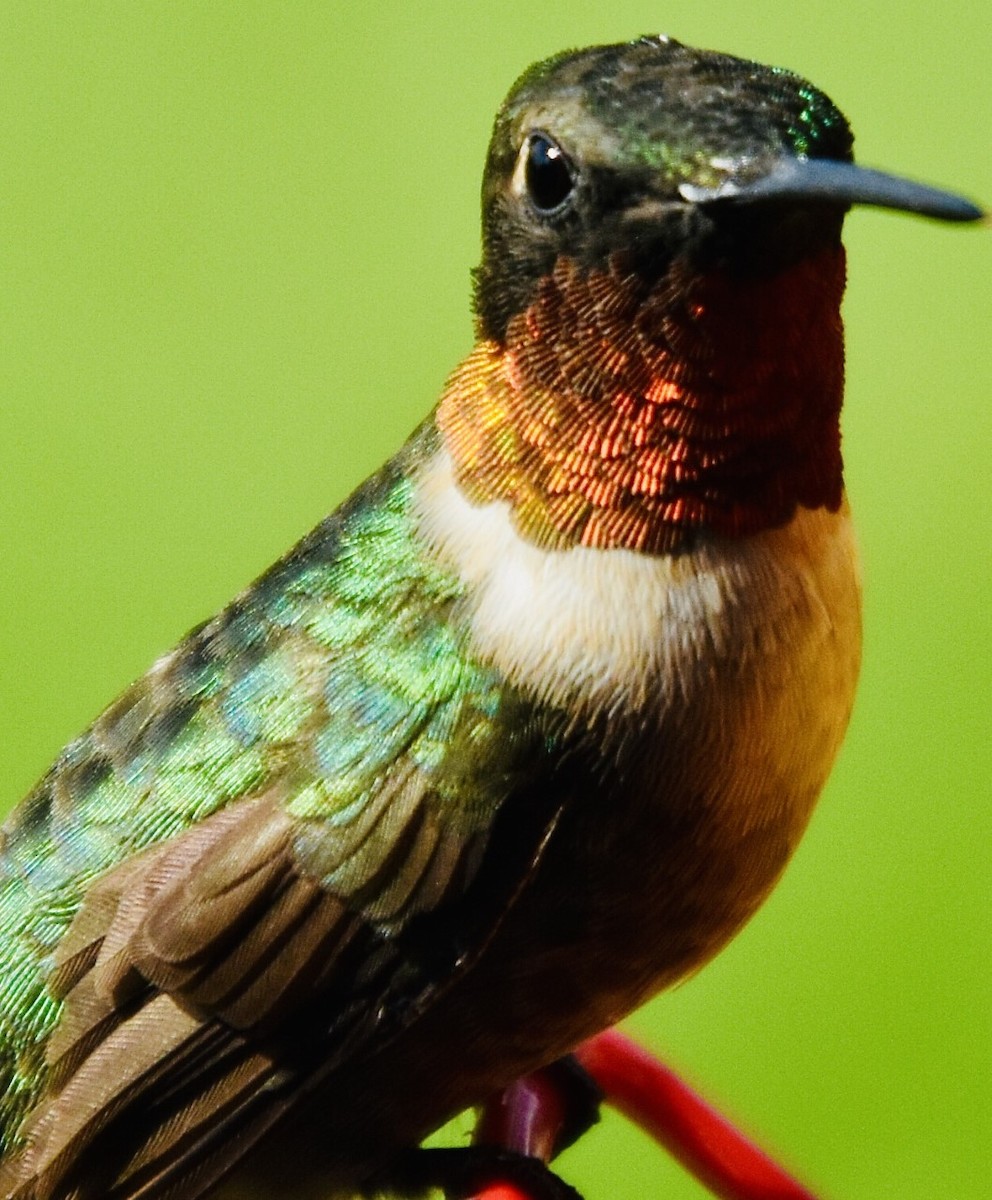 Ruby-throated Hummingbird - Jason C. Martin