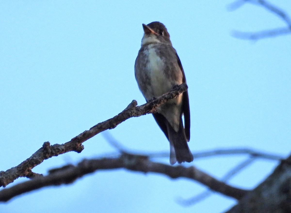 Olive-sided Flycatcher - ML479283381