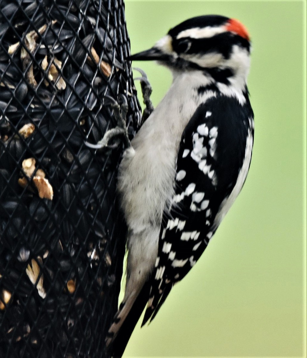 Downy Woodpecker - ML479283451