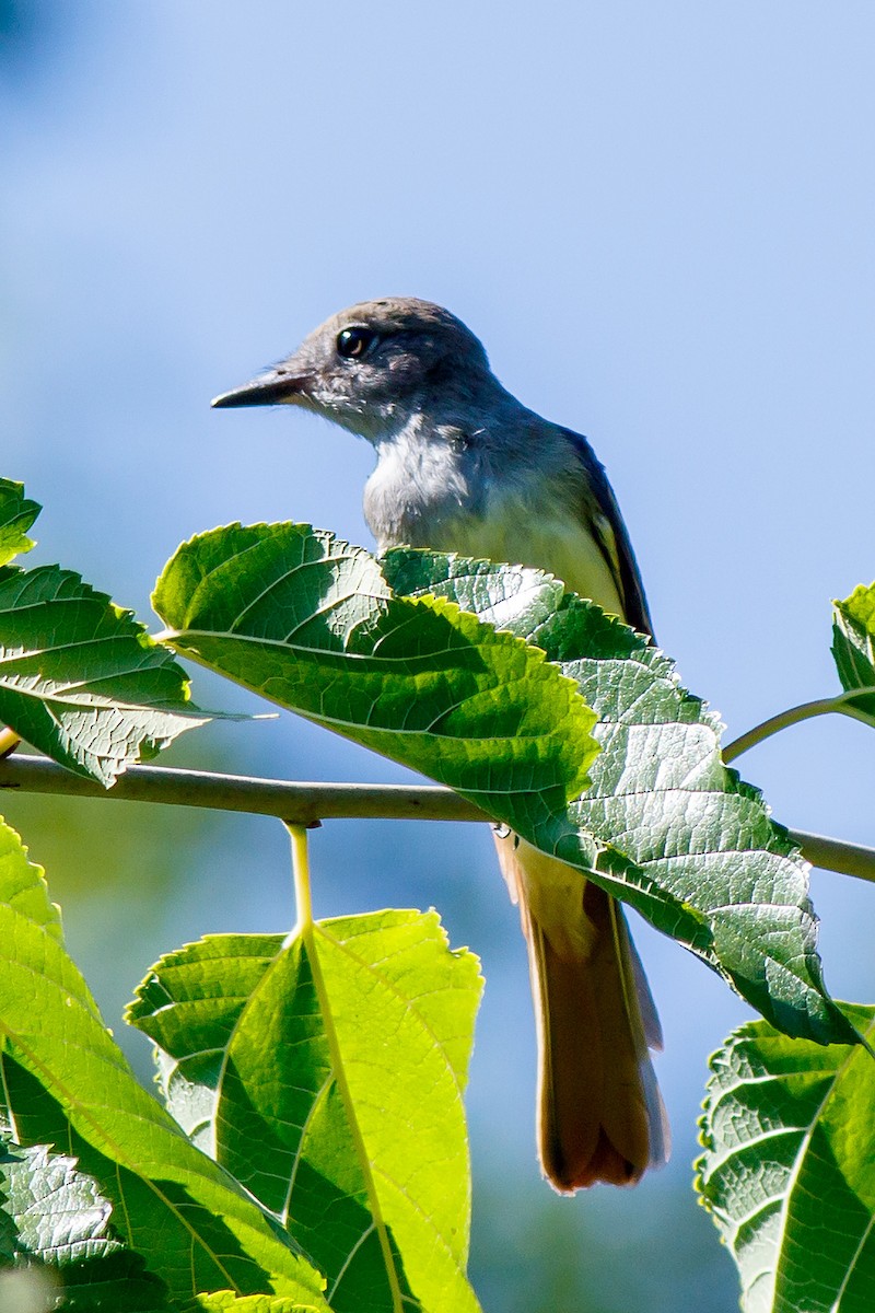 Great Crested Flycatcher - Naseem Reza