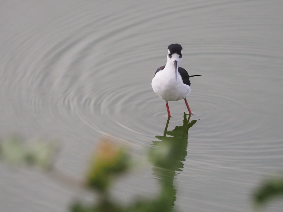 Black-necked Stilt - Karen Wilkinson