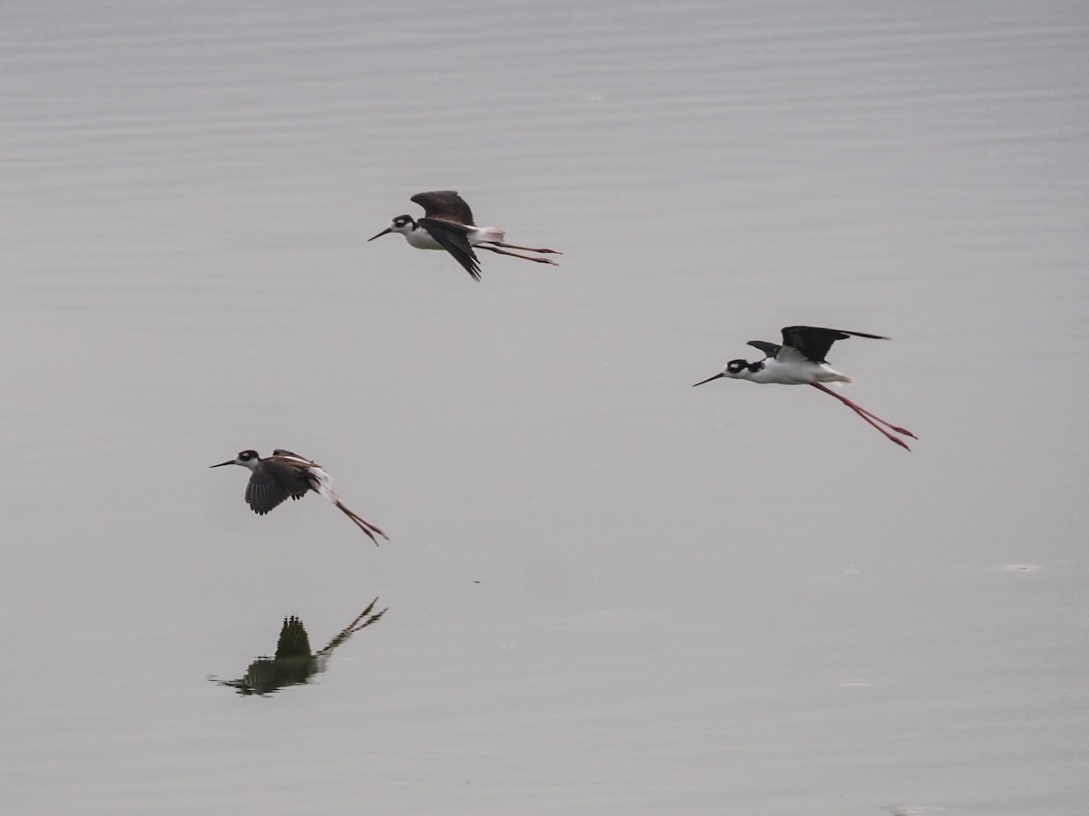 Black-necked Stilt - ML479284881