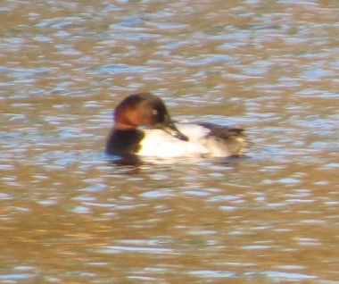 Canvasback - ML47928511