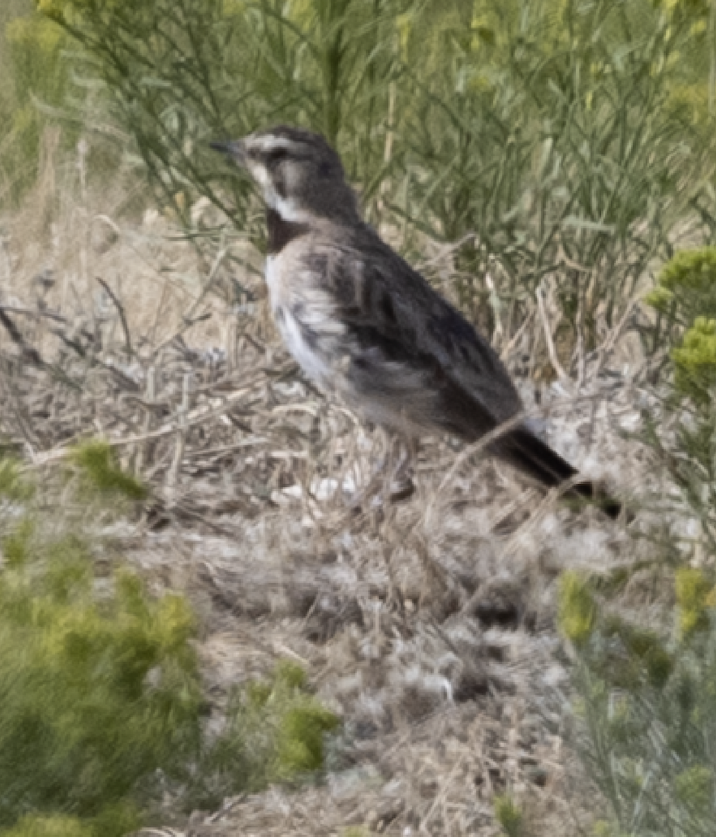 Horned Lark - ML479286321