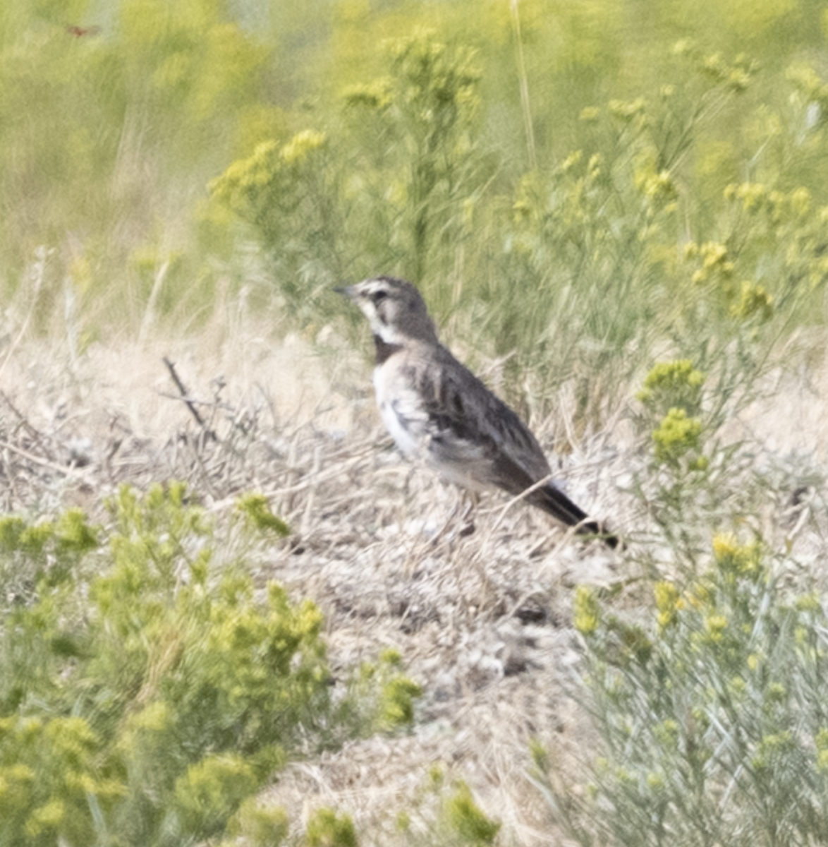 Horned Lark - ML479286331