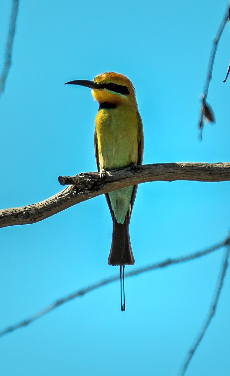 Rainbow Bee-eater - ML479286771