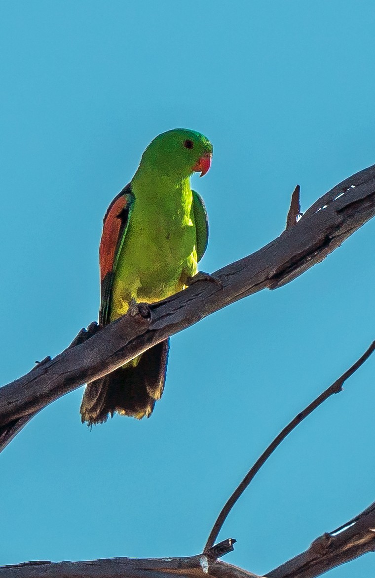 Папужець-червонокрил австралійський - ML479286861