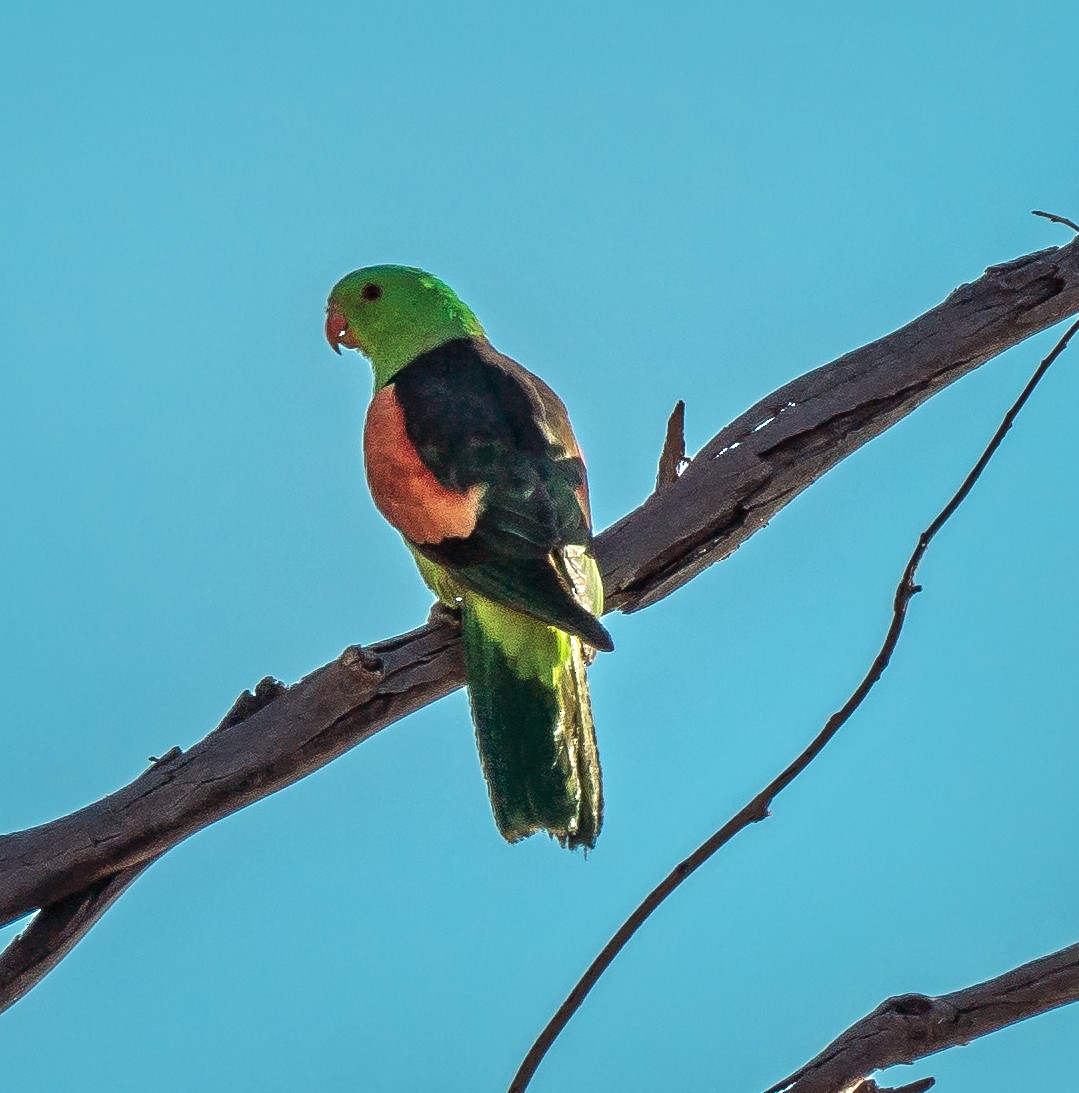 Red-winged Parrot - ML479286871