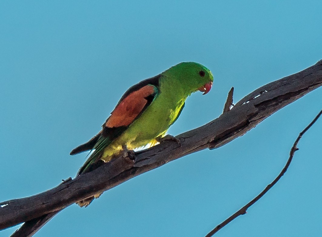 Папужець-червонокрил австралійський - ML479286881