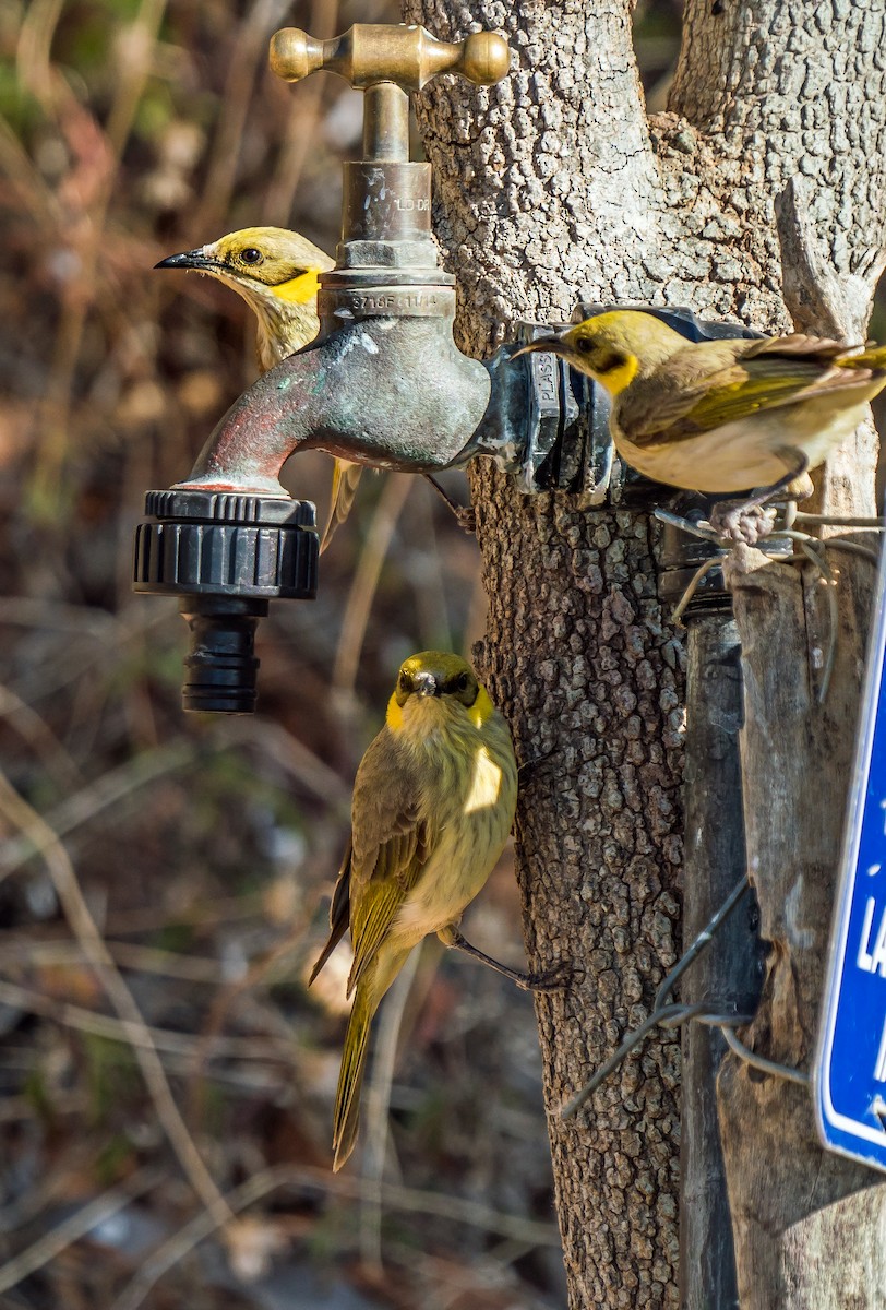 Gray-fronted Honeyeater - ML479287051