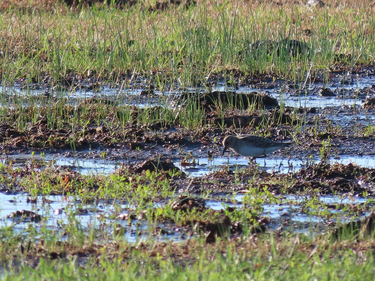 Baird's Sandpiper - ML479287141