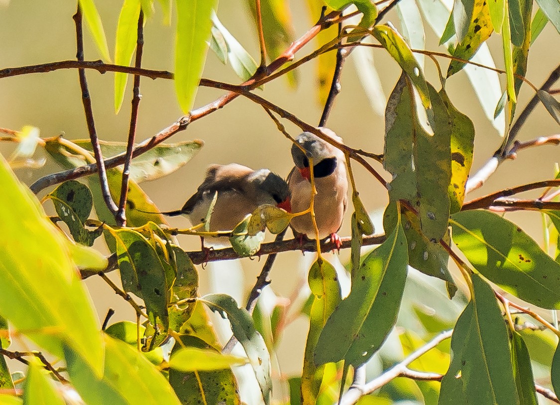 Long-tailed Finch - ML479287231