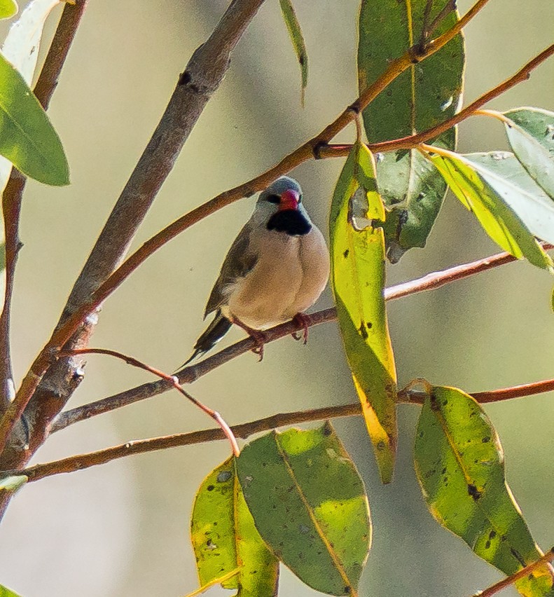 Long-tailed Finch - ML479287241